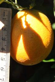              Fruit (Riverside, CA)       