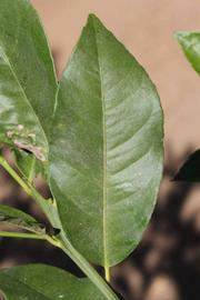            Unifoliolate leaf of  Citrus limonia         (Borneo Rangpur, Riverside,   CA)   