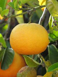            Unifoliolate leaf of  Citrus aurantium       (Bouquet,   Riverside, CA)   