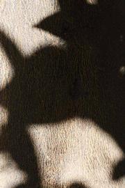            Bark (Bream Tarocco, Riverside, CA)   