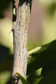            Second - third year twig (Bream Tarocco, Riverside, CA)   