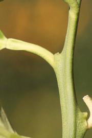            First year twig (Bream Tarocco, Riverside, CA)   
