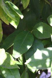            Shade leaves (Bream Tarocco, Riverside, CA)   