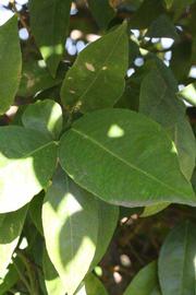            Shade leaves (Bream Tarocco, Riverside, CA)   