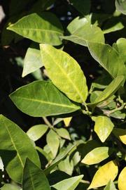            Sun leaves (Bream Tarocco, Riverside, CA)   