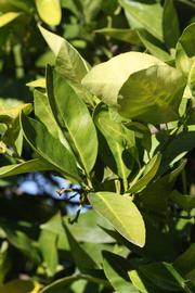            Sun leaves (Bream Tarocco, Riverside, CA)   