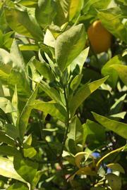            Sun leaves (Bream Tarocco, Riverside, CA)   