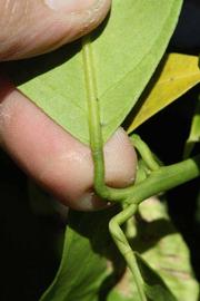            Petiole (Bream Tarocco, Riverside, CA)   