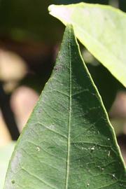            Margin (Bream Tarocco, Riverside, CA)   