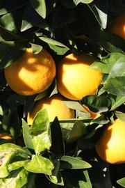            Fruit (Bream Tarocco, Riverside, CA)   