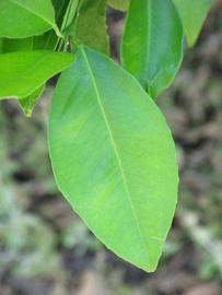            Unifoliolate leaf of  Citrus sinensis         (Budd, Winter Haven, FL)   