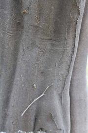              Bark (Riverside, CA)       