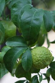            Shade leaves (Riverside, CA)   