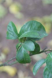           Trifoliolate leaf (Riverside, CA)   