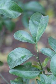            Trifoliolate leaf (Riverside, CA)   
