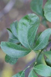           Trifoliolate leaf (Riverside, CA)   