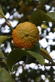            Fruit (Riverside, CA)   