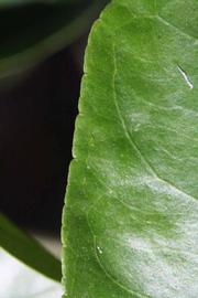              Margin (Riverside, CA)       