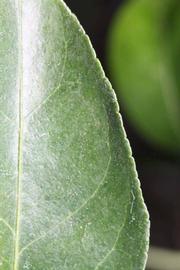              Margin (Riverside, CA)       