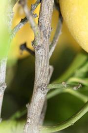              Second - third year twig (Riverside, CA)       