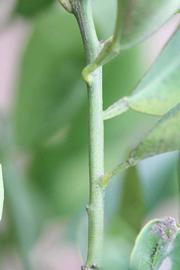              First year twig (Riverside, CA)       