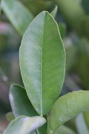            Unifoliolate leaf (Riverside, CA)   