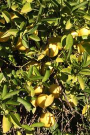            Sun leaves (Riverside, CA)   