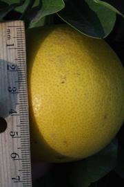              Fruit (Riverside, CA)       