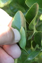            Trifoliolate leaf (Riverside, CA)   