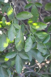              Shade leaves (Riverside, CA)       