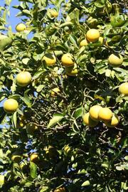              Habit (Riverside, CA)       