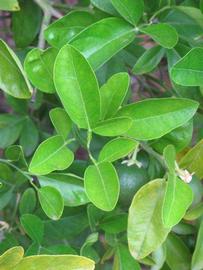              Shade leaves (Riverside, CA)       