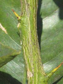              Second - third year twig (Riverside, CA)       