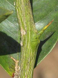              Second - third year twig (Riverside, CA)       