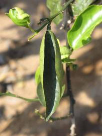              Unifoliolate leaf (Riverside, CA)       