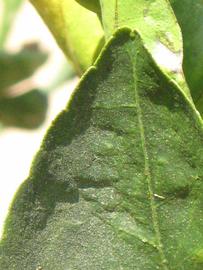              Margin (Riverside, CA)       