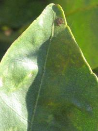              Margin (Riverside, CA)       