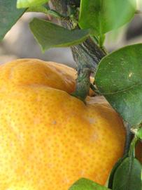            Fruit (Riverside, CA)   