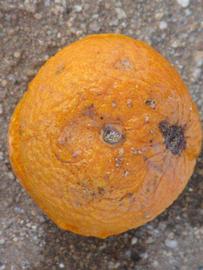            Fruit (Riverside, CA)   