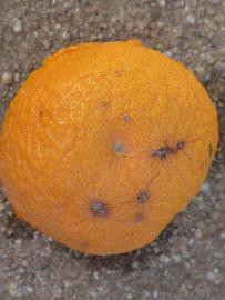            Fruit (Riverside, CA)   