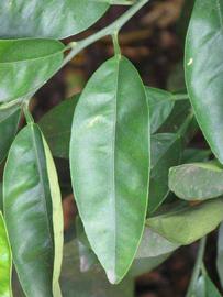              Unifoliolate leaf (Riverside, CA)       