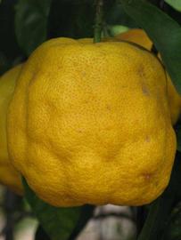            Fruit (Riverside, CA)   