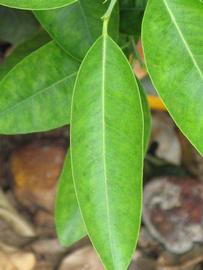              Unifoliolate leaf (Riverside, CA)       