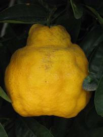            Fruit (Riverside, CA)   