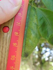            Unifoliolate leaf (Winter Haven, FL)   