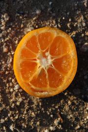              Fruit cross-section (Riverside, CA)       