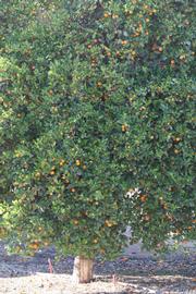               Habit (Riverside, CA)       