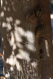              Bark (Riverside, CA)       