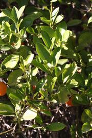              Sun leaves (Riverside, CA)       