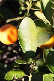            Unifoliolate leaf (Riverside, CA)   